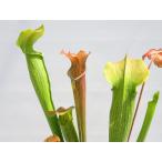 S.rubrasspWherryW...