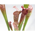 S.ItoSpotBlackLip...