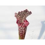 SarraceniaHFC-202...