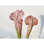 S.ミハラ一正園2.5号サラセニア...