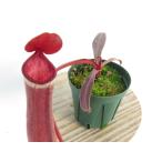 ネペンテス（ウツボカズラ）