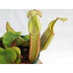 N.veitchiibariohy...