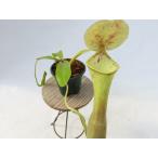 ネペンテス（ウツボカズラ）