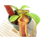 N.edwardsiana#51y...