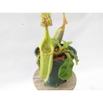 N.xCemerlang (veitchii × fusca)  3.5号【…