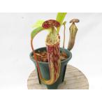 N.stenophylla Y's 2.5号【現品限り】ネペンテス 食虫植物…