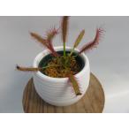 Drosera Capensis broad leaf　２号　丸鉢付き【人気品種】食虫植物　ドロセラ　モウセンゴケ