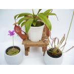 ムシトリスミレの通販 価格比較 価格 Com