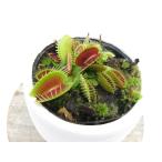 DioneamuscipulaBi...