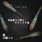 めだか 令和黒ラメ幹之サファイア系 卵30個 広島産メダカ ラメ 最高峰 改良 メダカ 超美個体 親群
