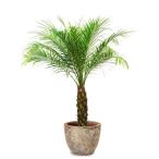 フェニックス 観葉植物の通販 価格比較 価格 Com