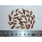 ブルーノーブルモミ 種子30粒 Blue noble fir 30 seeds