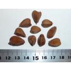 アメリカブナ 種子10粒 American beech 10 seeds
