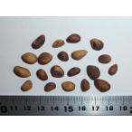 シロマツ＜白松＞ 種子20粒 Lace bark pine 20 seeds