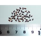 エゾマツ＜蝦夷松＞ 種子50粒 Jezo Spruce 50 seeds