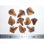 コバノナンヨウスギ（ノーフォーク松） 種子10粒 Norfolk Islan…