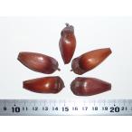 パラナマツ（ブラジルマツ） ［国内産］ 種子5粒 Parana pine (…