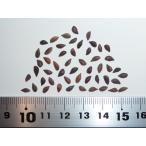 ヨーロッパトウヒ＜欧州トウヒ＞ ［欧州産］ 種子50粒 Norway spruce Boehmerwald 50 seeds