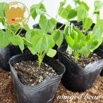  мягкость олень медведь me.... овощи рассада 6 pot комплект 3 номер pot цветок Bloom. рассада [ рассада огород .. олень медведь me. рассада бобы. рассада ]
