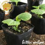  горький огурец ( момордика харанция ) futoshi ... овощи рассада 12 pot комплект 3 номер pot цветок Bloom. рассада [ рассада огород веранда горький огурец - зеленый занавески вертикальный сад ]