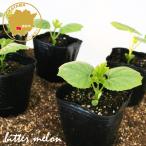  горький огурец - Okinawa совершенно белый горький огурец - овощи рассада 6 pot комплект 3 номер pot цветок Bloom. рассада [ рассада огород веранда горький огурец - зеленый занавески вертикальный сад . электро- ]