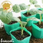  брокколи Ende балка SP овощи рассада 6 pot комплект 3 номер pot цветок Bloom. рассада [ рассада брокколи. рассада веранда огород . сырой ]