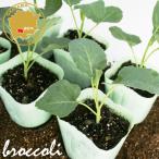  брокколи зеленый вид ti овощи рассада 6 pot комплект 3 номер pot цветок Bloom. рассада [ брокколи рассада брокколи. рассада огород ]