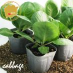  капуста ... овощи рассада 6 pot комплект 3 номер pot цветок Bloom. рассада [ капуста рассада капуста. рассада огород ....]