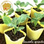 me капуста . сырой .. овощи рассада 6 pot комплект 3 номер pot цветок Bloom. рассада [ капуста рассада капуста. рассада огород ..... сырой ]