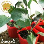  цветная капуста лиловый цветок овощи рассада 6 pot комплект 3 номер pot цветок Bloom. рассада [ рассада фиолетовый цветная капуста огород веранда . сырой ]