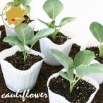  цветная капуста snow Crown овощи рассада 6 pot комплект 3 номер pot цветок Bloom. рассада [ рассада цветная капуста огород веранда . сырой ]