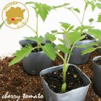  мини помидоры Aiko овощи рассада 6 pot комплект 3 номер pot цветок Bloom. рассада [ помидор мини помидоры ... рассада овощи рассада веранда огород помидор. рассада ]