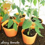  мини помидоры orange Aiko овощи рассада 6 pot комплект 3 номер pot цветок Bloom. рассада [ помидор мини помидоры ... рассада овощи рассада веранда огород помидор. рассада ]