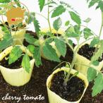  мини помидоры желтый Aiko овощи рассада 6 pot комплект 3 номер pot цветок Bloom. рассада [... рассада огород помидор. рассада веранда желтый .. новая модель Corona желтый цвет ]