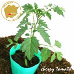  мини помидоры питание Squadron supplement девушки зеленый Chan овощи рассада 1 pot 3 номер pot цветок Bloom. рассада [... рассада овощи рассада огород помидор. рассада веранда ]