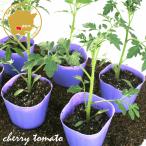  легкий кожа мини помидоры Pinky овощи рассада 12 pot комплект 3 номер pot цветок Bloom. рассада [... рассада овощи рассада огород помидор. рассада веранда незначительный кожа .. новая модель Corona ]