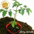  мини помидоры CF маленький .. овощи рассада 1 pot 3 номер pot цветок Bloom. рассада [... маленький .. серии рассада огород помидор. рассада веранда ..]