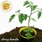  мини помидоры CF маленький .. желтый овощи рассада 1 pot 3 номер pot цветок Bloom. рассада [... маленький .. серии рассада огород помидор. рассада веранда ..]