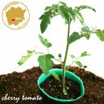  мини помидоры CF маленький .. зеленый овощи рассада 1 pot 3 номер pot цветок Bloom. рассада [... маленький .. серии рассада огород помидор. рассада веранда ..]