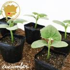  огурец север . овощи рассада 12 pot комплект 3 номер pot цветок Bloom. рассада [ огурец .. огурец рассада овощи рассада огород огурец. рассада маленький длинный ]