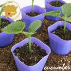  4 лист серия огурец колокольчик . 4 лист овощи рассада 12 pot комплект 3 номер pot цветок Bloom. рассада [ огурец .. огурец рассада овощи рассада огород огурец. рассада маленький длинный ]