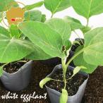  белый nas..~.. баклажан овощи рассада 12 pot комплект 3 номер pot цветок Bloom. рассада [ рассада овощи рассада огород баклажан ..... рассада nas. рассада баклажан . белый белый nas белый ..]