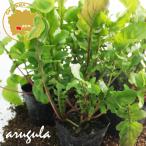  трава Rocket (rukola) трава рассада 6 pot комплект 3 номер pot цветок Bloom. рассада [arugula овощи рассада rukola. рассада огород веранда кухня ]
