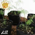  трава укроп (i non do) трава рассада 6 pot комплект 3 номер pot цветок Bloom. рассада [dill овощи рассада укроп. рассада огород веранда кухня ]