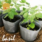  трава базилик ever leaf juno ve-ze трава рассада 6 pot комплект 3 номер pot цветок Bloom. рассада [ базилик Италия рассада овощи рассада базилик. рассада огород ]