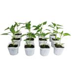  jumbo зеленый перец .... энергия овощи рассада 12 pot комплект 3 номер pot цветок Bloom. рассада [ jumbo зеленый перец красный острый перец приправа перец зеленый перец. рассада ]