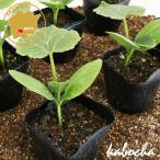  Mini тыква . Chan овощи рассада 6 pot комплект 3 номер pot цветок Bloom. рассада [ рассада огород тыква. рассада тыква юг столица наан gold тыква kabocha]