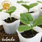  запад тыква каштан ... овощи рассада 12 pot комплект 3 номер pot цветок Bloom. рассада [ рассада овощи рассада огород тыква. рассада тыква наан gold тыква kabocha]