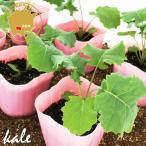  кудрявая капуста зеленый сок для кудрявая капуста овощи рассада 6 pot комплект 3 номер pot цветок Bloom. рассада [ рассада капуста особый зеленый сок смузи веранда .. длина здоровье утро каждый утро ]