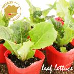  красный лист листься гибрида сельдерея и салата овощи рассада 6 pot комплект 3 номер pot цветок Bloom. рассада [ lettuce leaf lettuce красный лист yakiniku ]